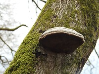 Paddestoel aan de boom