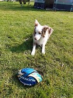 Buddy wil graag nog één keertje spelen...