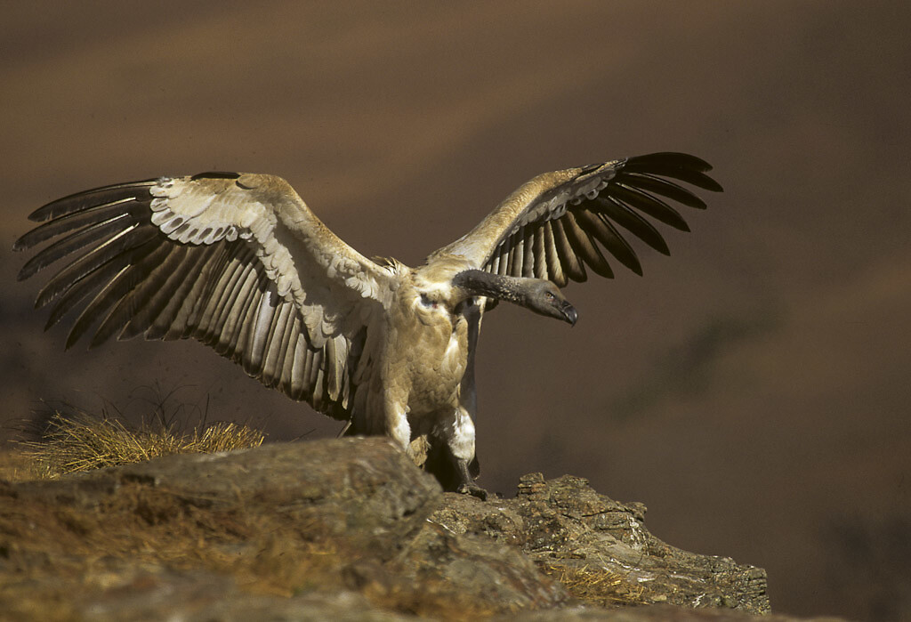Cape Vulture