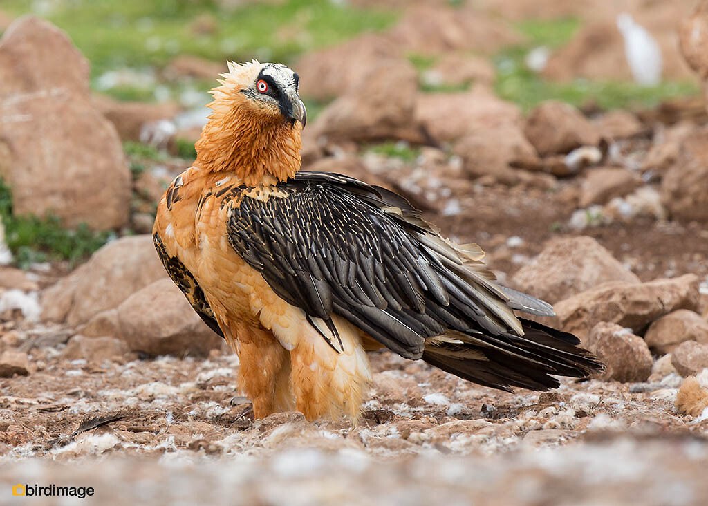 Bearded Vulture