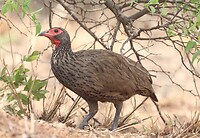 Swainson's Francolin