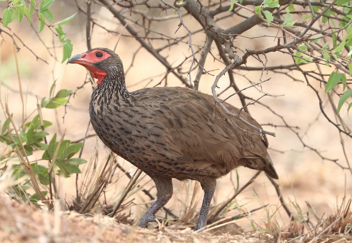 Swainson's Francolin