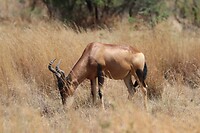 Hartebeest