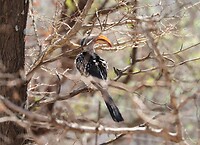Southern Yellow-Billed Hornbill