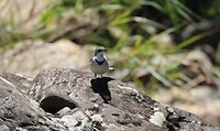 Moutain Wagtail