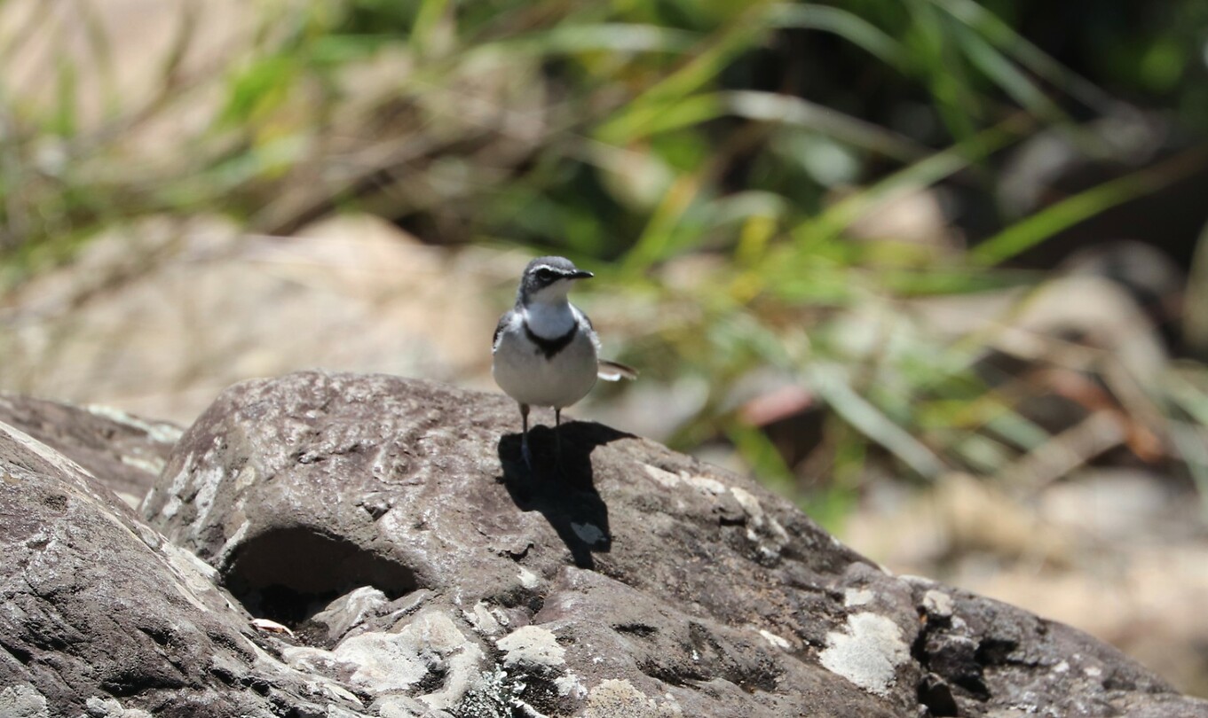 Moutain Wagtail