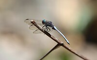 Libelle