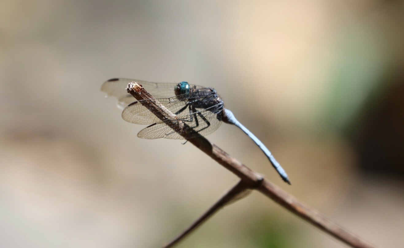 Libelle