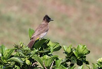 Dark-Capped Bulbul