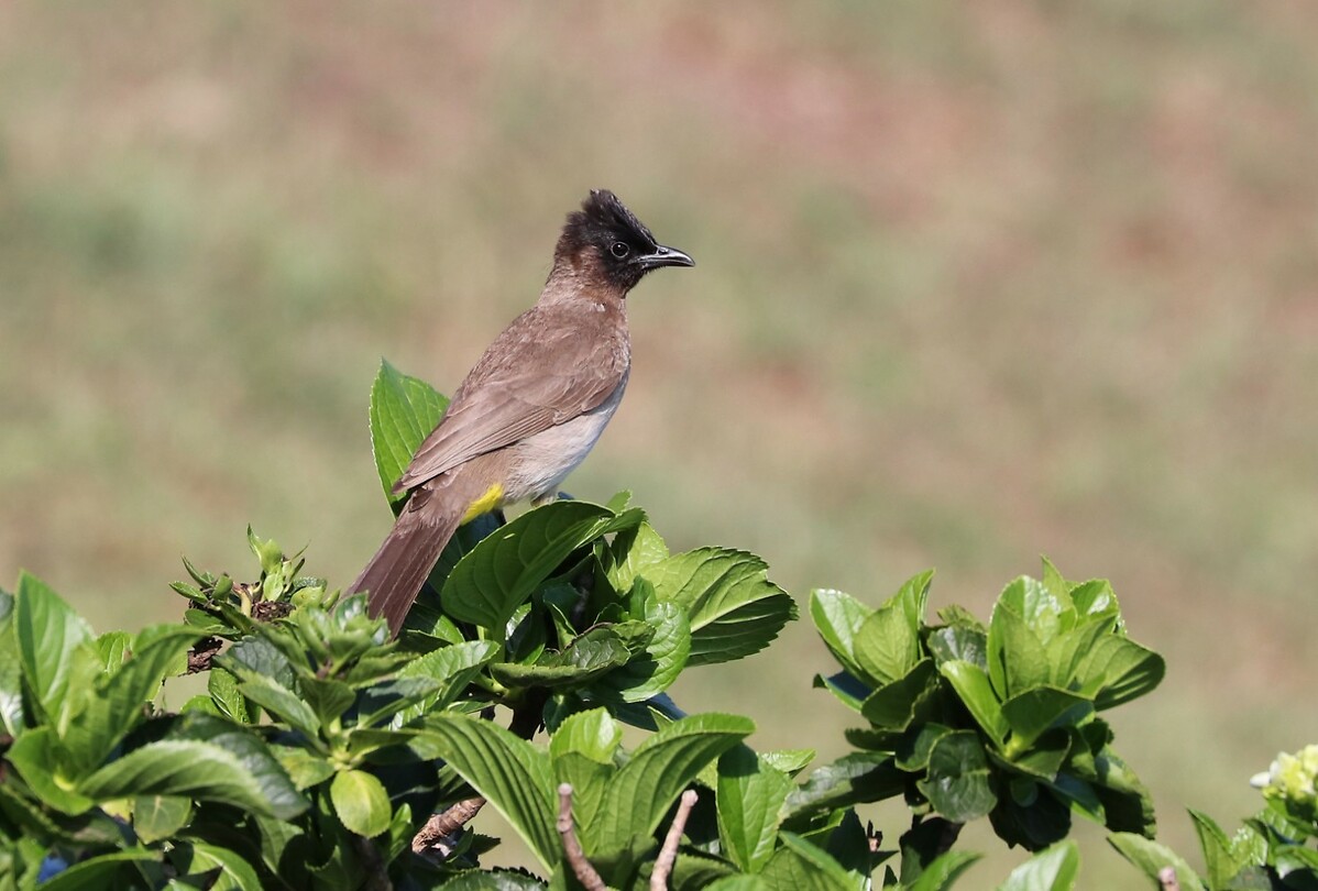 Dark-Capped Bulbul