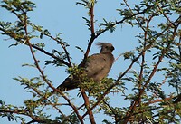 Gray Go-Away Bird