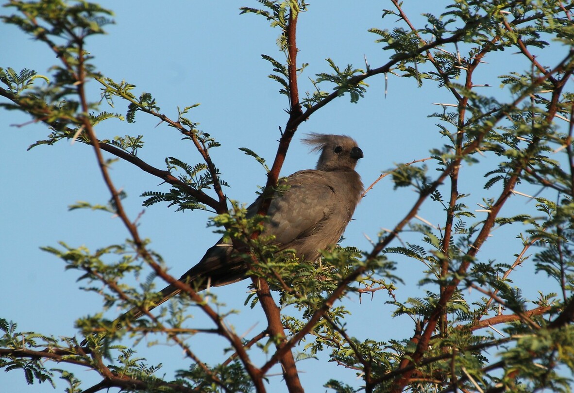 Gray Go-Away Bird