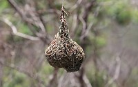 Wever nest