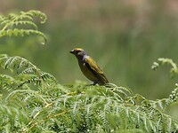Cape Canary
