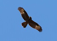 Tawny Eagle