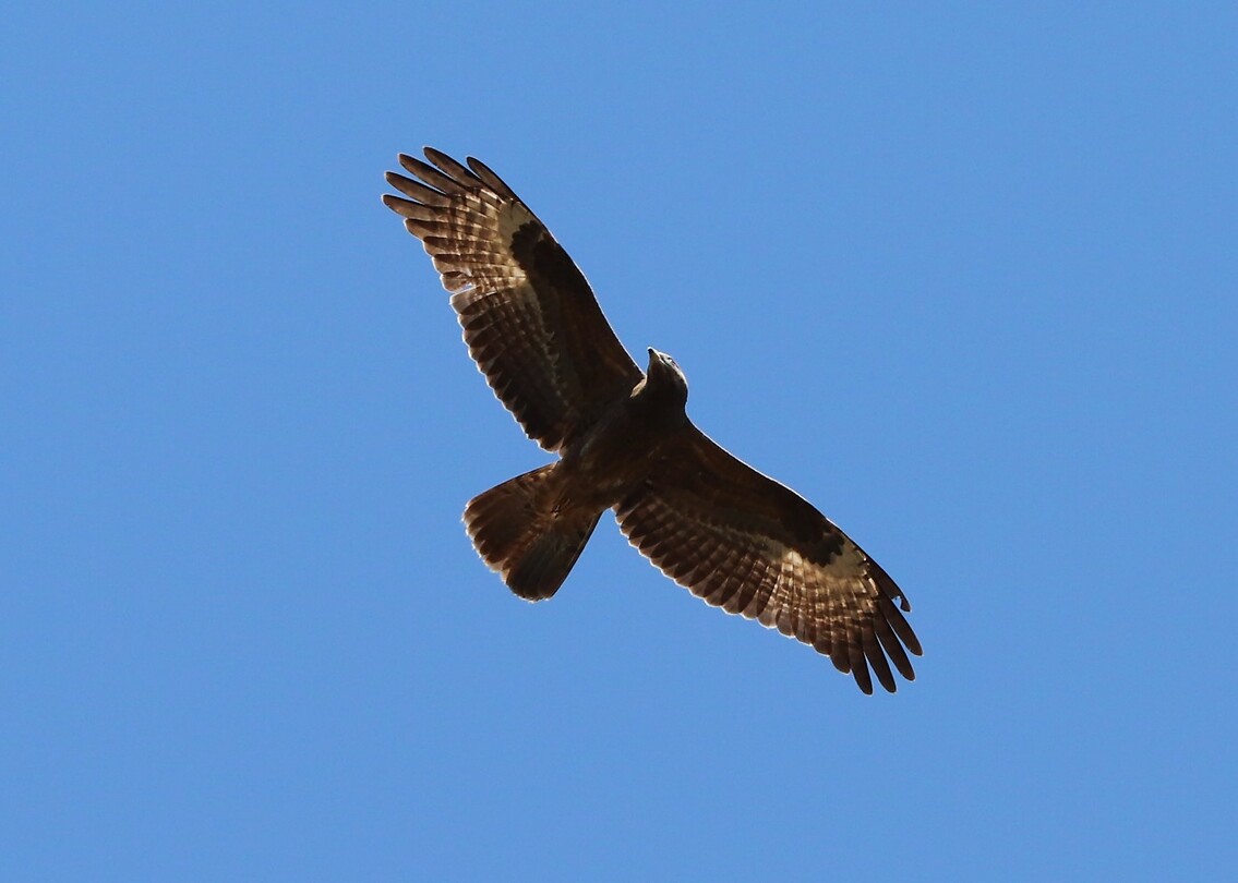 Tawny Eagle