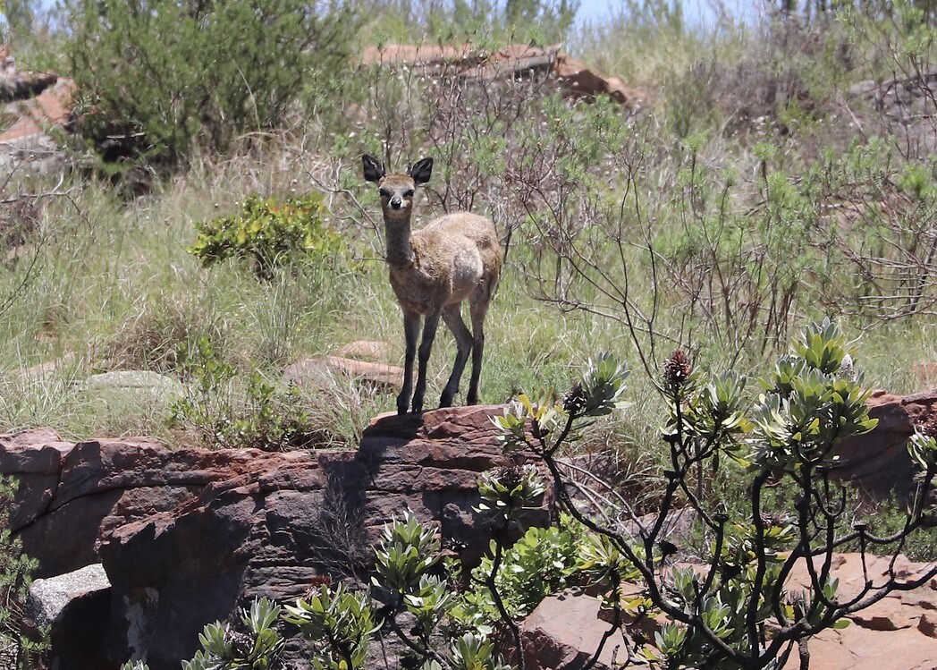 Mountain Reed Buck