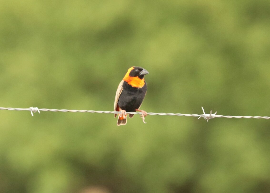 Red Bishop