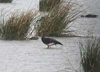 Spur-Winged Goose