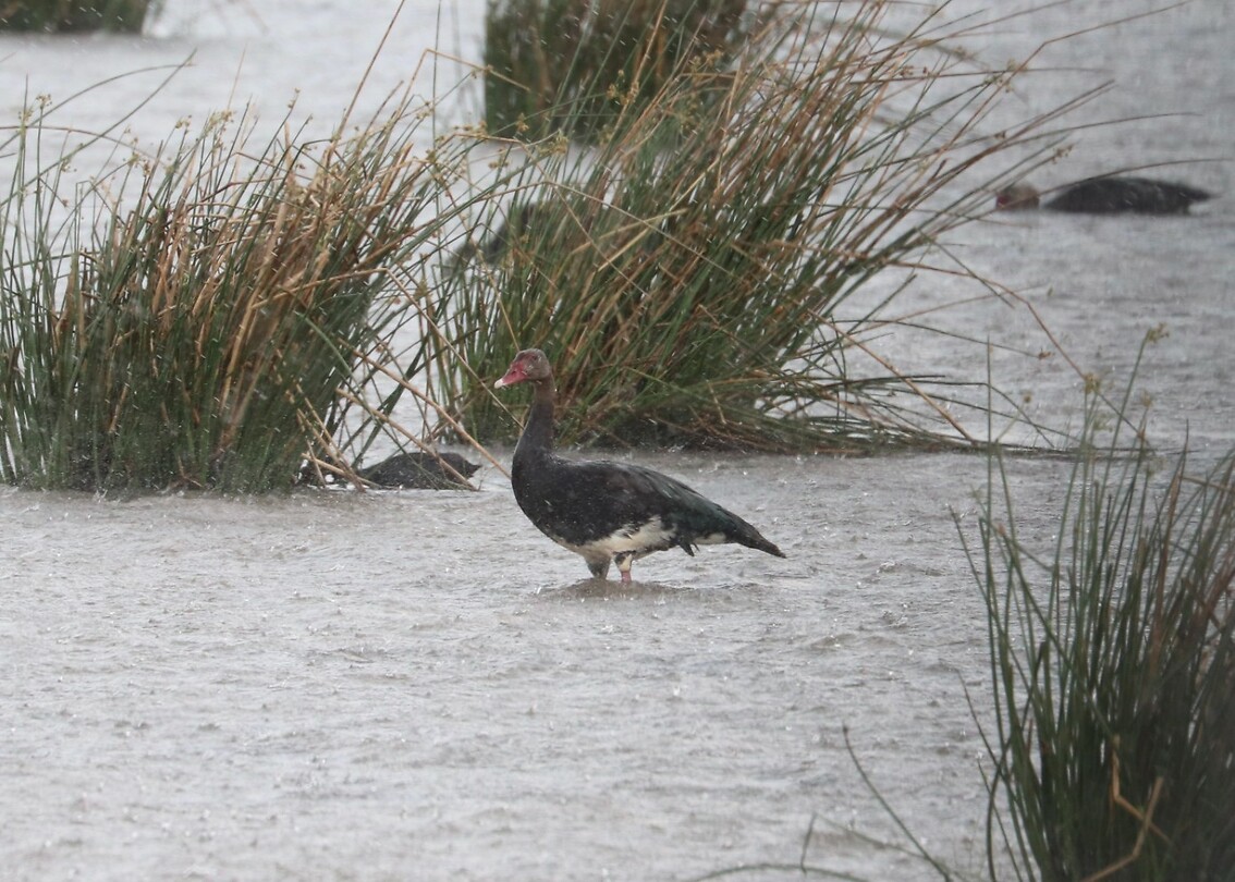 Spur-Winged Goose