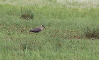 Hadeda Ibis
