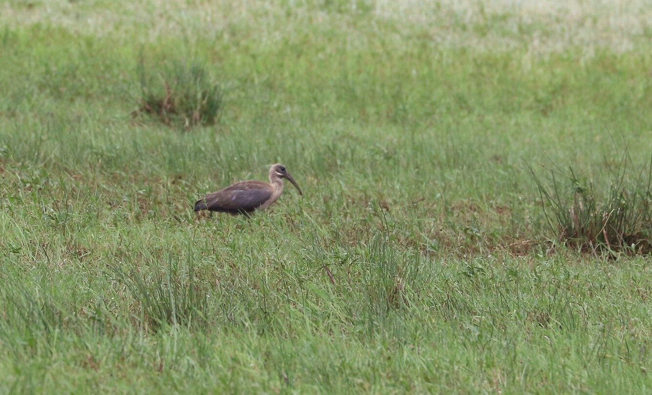 Hadeda Ibis