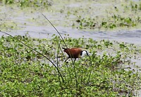 Jacana