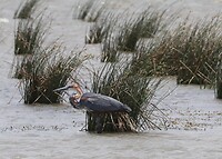 Purple Heron