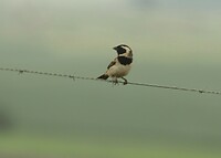 Cape Sparrow