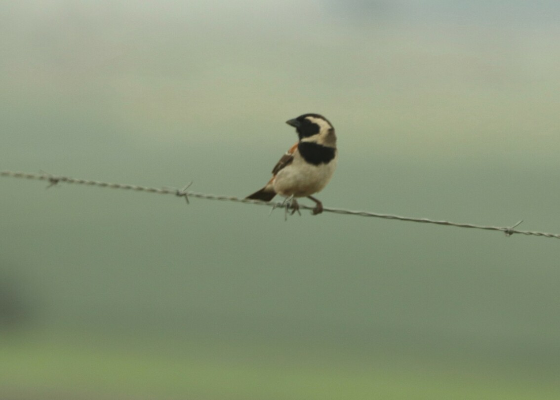 Cape Sparrow