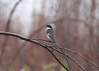 Common Fiscal