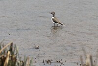 Crowned Lapwing