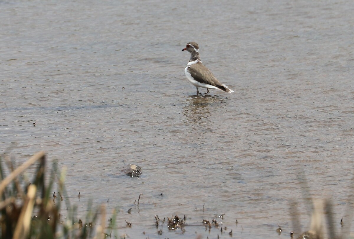 Crowned Lapwing