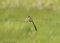 Pin-Tailed Whydah