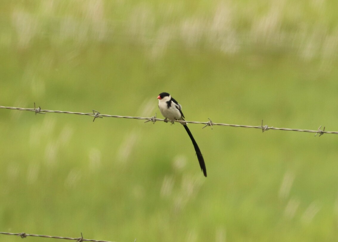 Pin-Tailed Whydah