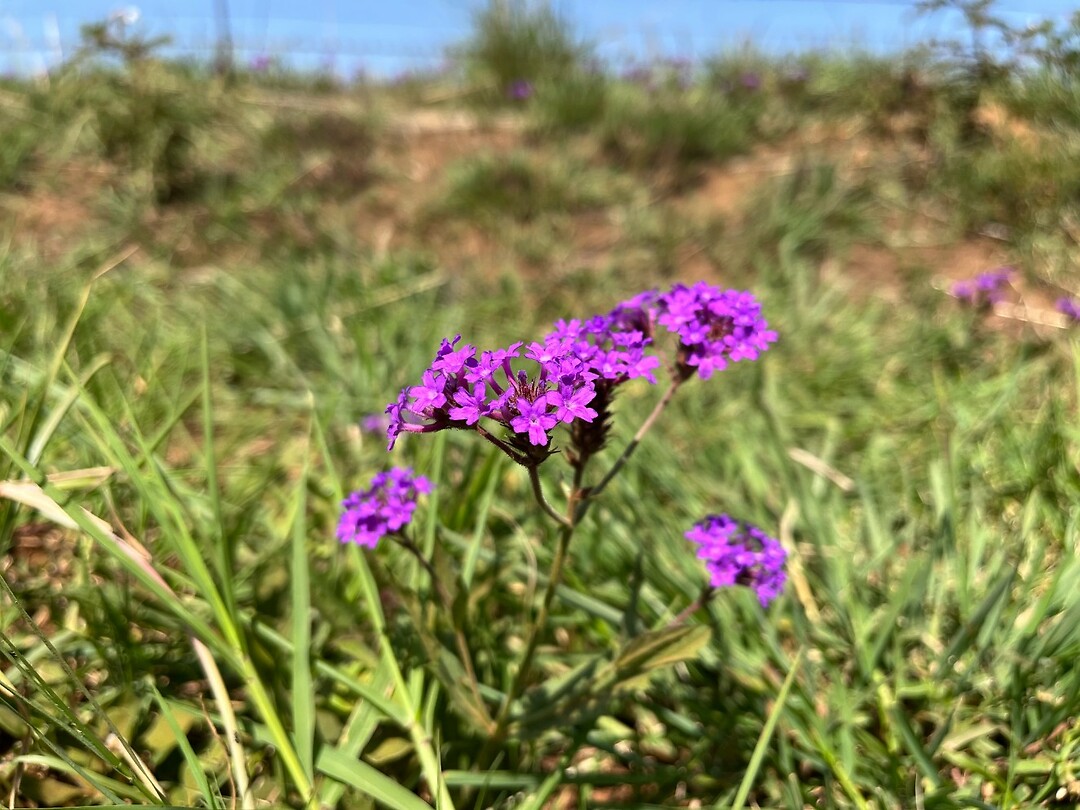 Bloemenpracht