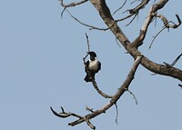 Pied Crow
