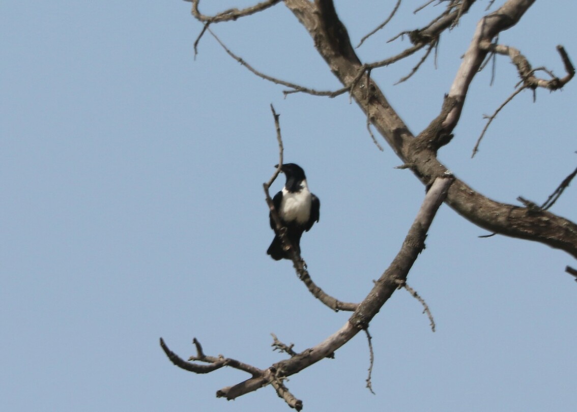 Pied Crow