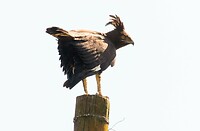 Long-Crested Eagle