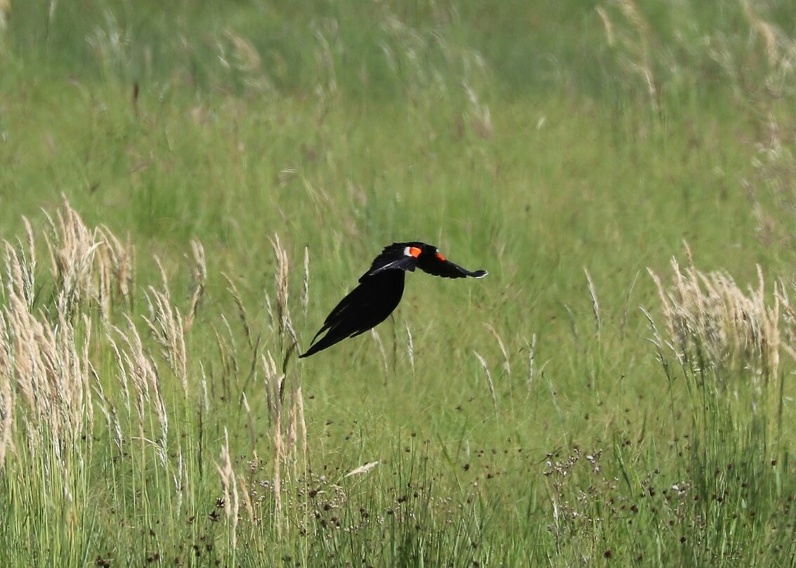 Long-Tailed Widowbird