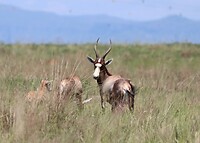 Bontebok