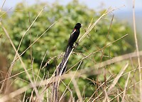 Long-Tailed Widowbird