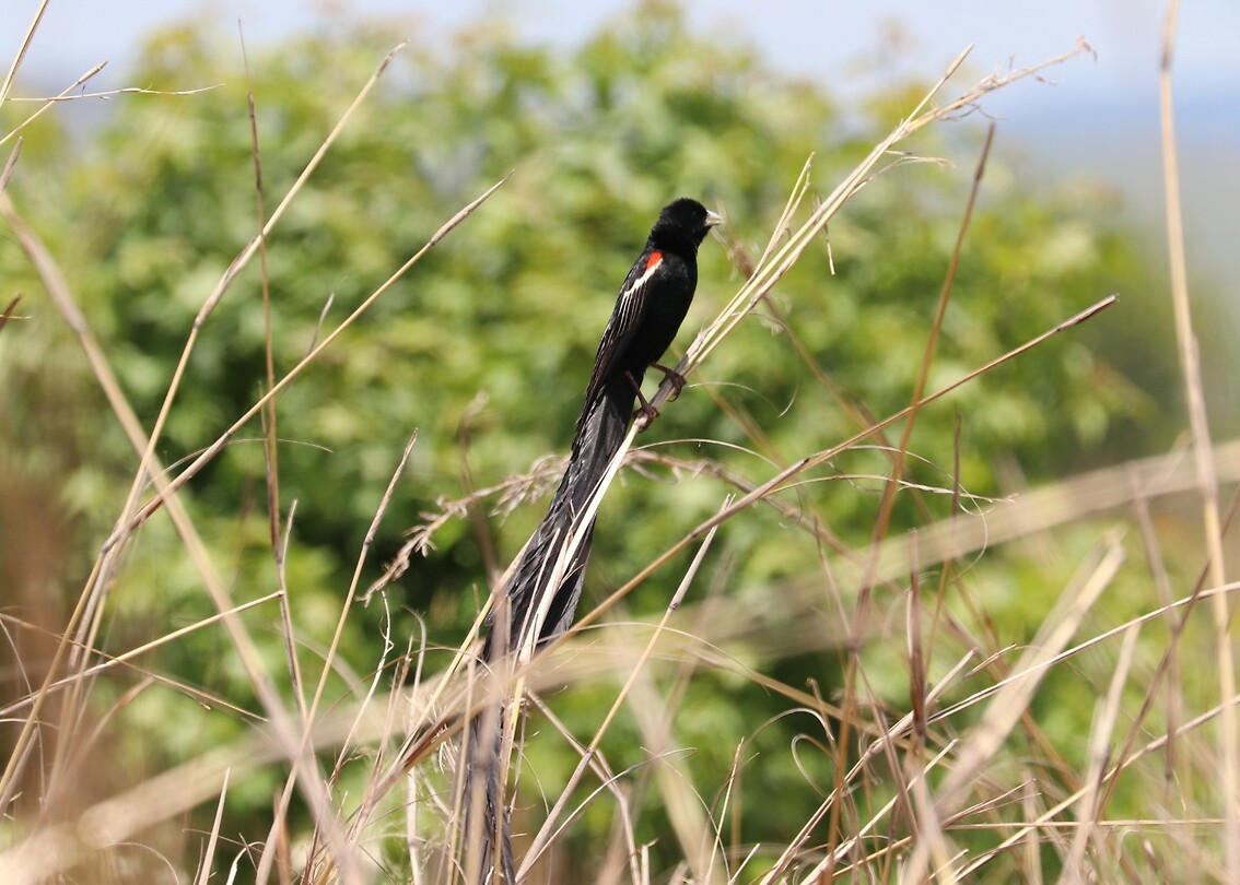 Long-Tailed Widowbird