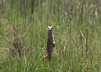 Yellow Mongoose