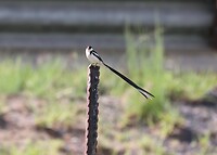 Pin-Tailed Whydah