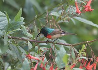 Dubble-Collard Sunbird