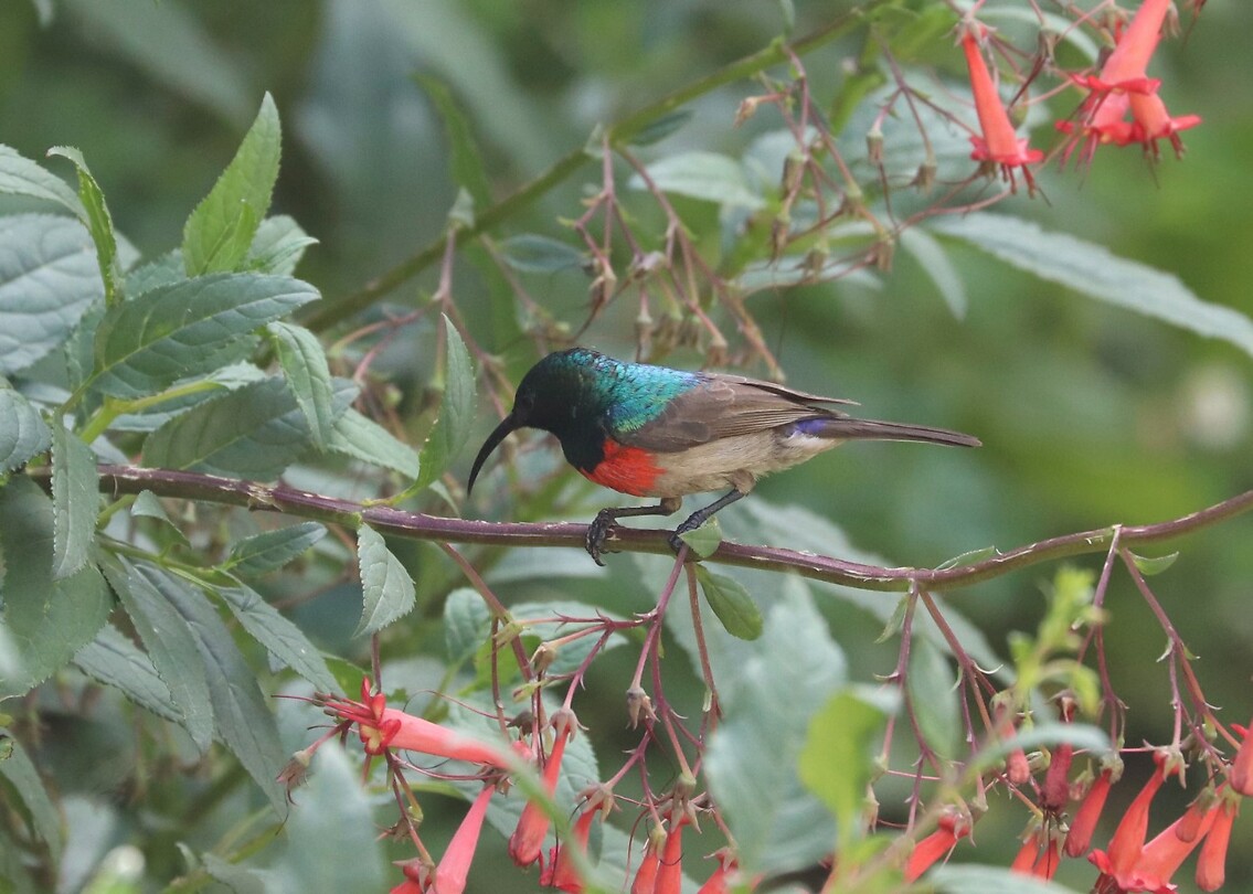 Dubble-Collard Sunbird
