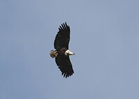 African Fish Eagle