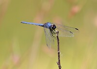 Libelle