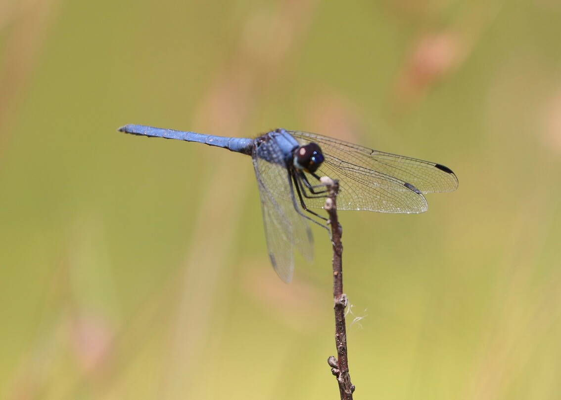 Libelle